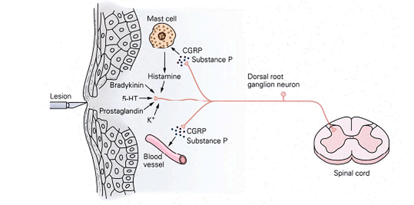 Postoperative Pain - ANS Biotech